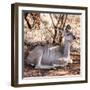 Awesome South Africa Collection Square - Impala Antelope-Philippe Hugonnard-Framed Photographic Print