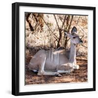 Awesome South Africa Collection Square - Impala Antelope-Philippe Hugonnard-Framed Photographic Print