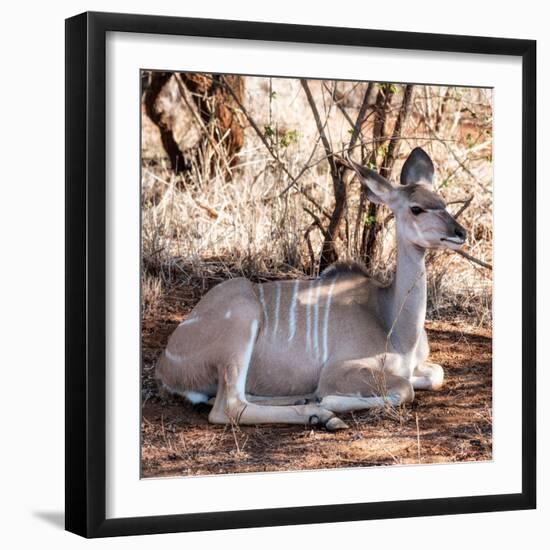 Awesome South Africa Collection Square - Impala Antelope-Philippe Hugonnard-Framed Photographic Print