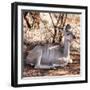 Awesome South Africa Collection Square - Impala Antelope-Philippe Hugonnard-Framed Photographic Print