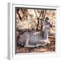 Awesome South Africa Collection Square - Impala Antelope-Philippe Hugonnard-Framed Photographic Print