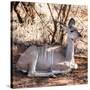 Awesome South Africa Collection Square - Impala Antelope-Philippe Hugonnard-Stretched Canvas