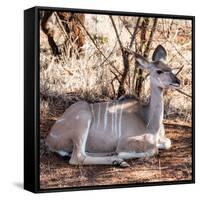 Awesome South Africa Collection Square - Impala Antelope-Philippe Hugonnard-Framed Stretched Canvas