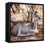 Awesome South Africa Collection Square - Impala Antelope-Philippe Hugonnard-Framed Stretched Canvas