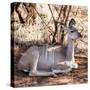 Awesome South Africa Collection Square - Impala Antelope-Philippe Hugonnard-Stretched Canvas