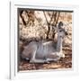 Awesome South Africa Collection Square - Impala Antelope-Philippe Hugonnard-Framed Photographic Print