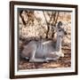 Awesome South Africa Collection Square - Impala Antelope-Philippe Hugonnard-Framed Photographic Print