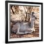 Awesome South Africa Collection Square - Impala Antelope-Philippe Hugonnard-Framed Photographic Print