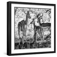 Awesome South Africa Collection Square - Impala Family B&W-Philippe Hugonnard-Framed Photographic Print