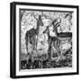 Awesome South Africa Collection Square - Impala Family B&W-Philippe Hugonnard-Framed Photographic Print