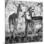 Awesome South Africa Collection Square - Impala Family B&W-Philippe Hugonnard-Mounted Photographic Print