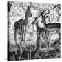 Awesome South Africa Collection Square - Impala Family B&W-Philippe Hugonnard-Stretched Canvas