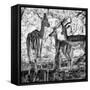 Awesome South Africa Collection Square - Impala Family B&W-Philippe Hugonnard-Framed Stretched Canvas