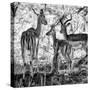 Awesome South Africa Collection Square - Impala Family B&W-Philippe Hugonnard-Stretched Canvas