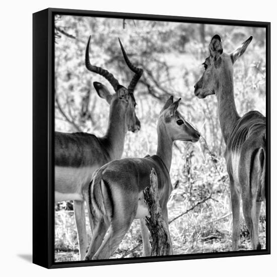 Awesome South Africa Collection Square - Impala Family II B&W-Philippe Hugonnard-Framed Stretched Canvas