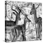 Awesome South Africa Collection Square - Impala Family II B&W-Philippe Hugonnard-Stretched Canvas