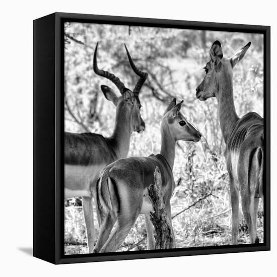 Awesome South Africa Collection Square - Impala Family II B&W-Philippe Hugonnard-Framed Stretched Canvas