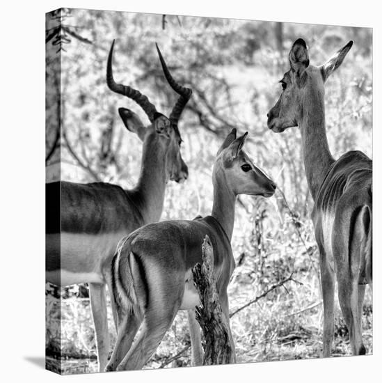 Awesome South Africa Collection Square - Impala Family II B&W-Philippe Hugonnard-Stretched Canvas