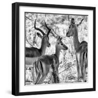 Awesome South Africa Collection Square - Impala Family II B&W-Philippe Hugonnard-Framed Photographic Print