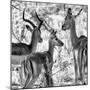 Awesome South Africa Collection Square - Impala Family II B&W-Philippe Hugonnard-Mounted Photographic Print