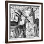 Awesome South Africa Collection Square - Impala Family II B&W-Philippe Hugonnard-Framed Photographic Print