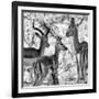 Awesome South Africa Collection Square - Impala Family II B&W-Philippe Hugonnard-Framed Photographic Print