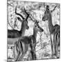 Awesome South Africa Collection Square - Impala Family II B&W-Philippe Hugonnard-Mounted Photographic Print