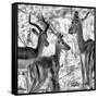 Awesome South Africa Collection Square - Impala Family II B&W-Philippe Hugonnard-Framed Stretched Canvas