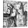 Awesome South Africa Collection Square - Impala Family II B&W-Philippe Hugonnard-Stretched Canvas