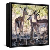 Awesome South Africa Collection Square - Impala Family-Philippe Hugonnard-Framed Stretched Canvas