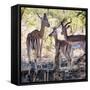 Awesome South Africa Collection Square - Impala Family-Philippe Hugonnard-Framed Stretched Canvas