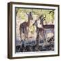 Awesome South Africa Collection Square - Impala Family-Philippe Hugonnard-Framed Photographic Print