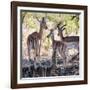 Awesome South Africa Collection Square - Impala Family-Philippe Hugonnard-Framed Photographic Print