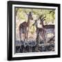 Awesome South Africa Collection Square - Impala Family-Philippe Hugonnard-Framed Photographic Print