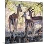 Awesome South Africa Collection Square - Impala Family-Philippe Hugonnard-Mounted Photographic Print