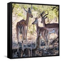 Awesome South Africa Collection Square - Impala Family-Philippe Hugonnard-Framed Stretched Canvas