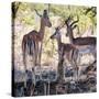 Awesome South Africa Collection Square - Impala Family-Philippe Hugonnard-Stretched Canvas