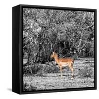 Awesome South Africa Collection Square - Impala in Savannah B&W-Philippe Hugonnard-Framed Stretched Canvas