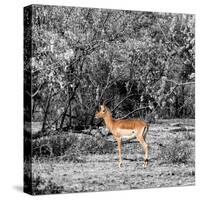 Awesome South Africa Collection Square - Impala in Savannah B&W-Philippe Hugonnard-Stretched Canvas