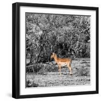 Awesome South Africa Collection Square - Impala in Savannah B&W-Philippe Hugonnard-Framed Photographic Print
