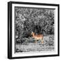 Awesome South Africa Collection Square - Impala in Savannah B&W-Philippe Hugonnard-Framed Photographic Print