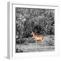 Awesome South Africa Collection Square - Impala in Savannah B&W-Philippe Hugonnard-Framed Photographic Print