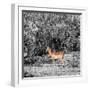 Awesome South Africa Collection Square - Impala in Savannah B&W-Philippe Hugonnard-Framed Photographic Print