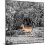 Awesome South Africa Collection Square - Impala in Savannah B&W-Philippe Hugonnard-Mounted Photographic Print
