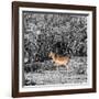 Awesome South Africa Collection Square - Impala in Savannah B&W-Philippe Hugonnard-Framed Photographic Print