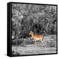 Awesome South Africa Collection Square - Impala in Savannah B&W-Philippe Hugonnard-Framed Stretched Canvas