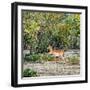 Awesome South Africa Collection Square - Impala in Savannah-Philippe Hugonnard-Framed Photographic Print