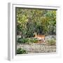 Awesome South Africa Collection Square - Impala in Savannah-Philippe Hugonnard-Framed Photographic Print