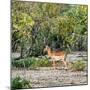 Awesome South Africa Collection Square - Impala in Savannah-Philippe Hugonnard-Mounted Photographic Print