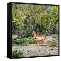 Awesome South Africa Collection Square - Impala in Savannah-Philippe Hugonnard-Framed Stretched Canvas